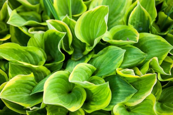Tips for Growing Hosta Plants - SheSaved®