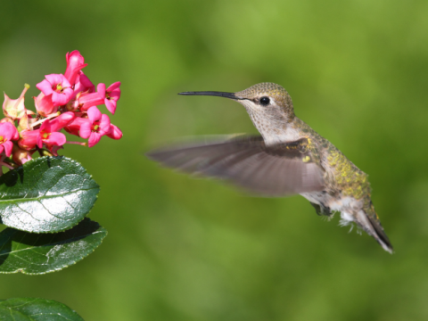 How To Make Hummingbird Nectar And Attract Hummingbirds To Your Yard Shesaved